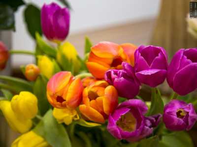 Prima i fiori che andavano per la maggiore erano gladioli e garofani � spiega il titolare �. Oggi invece vanno molto di moda i tulipani dalla forma a turbante...